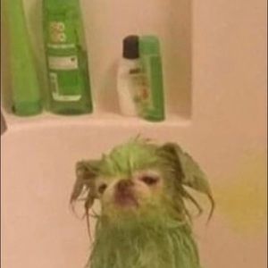 Meet your Posher, Jo